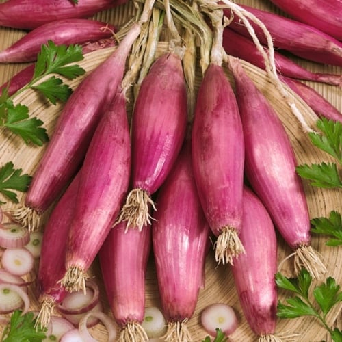 بذور بصل روسا دي فيرينتسي العضوي