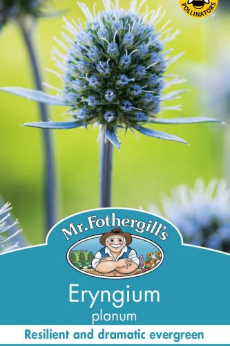 بذور زهرة إرينجيوم بلانوم