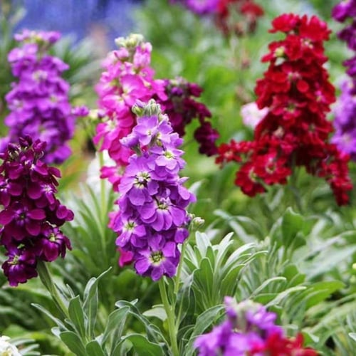 بذور زهرة المنثور العطرية mix