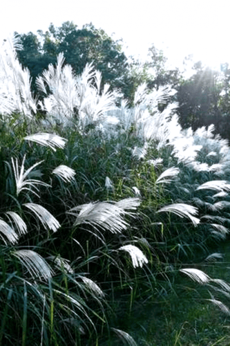 بذور الحشائش الفضية اليابانية Miscanthus