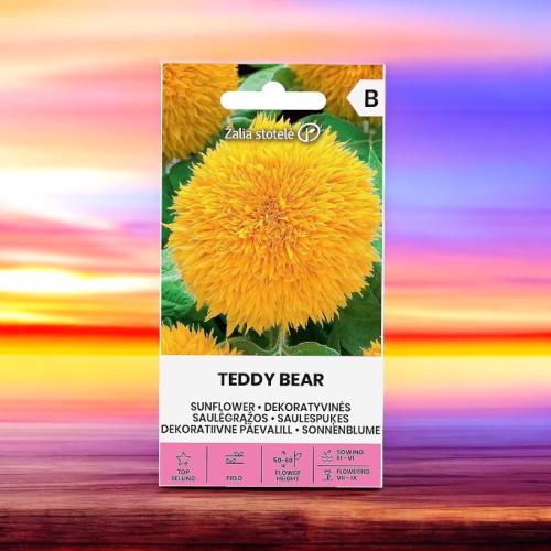 بذور دوار الشمس الدب تيدي