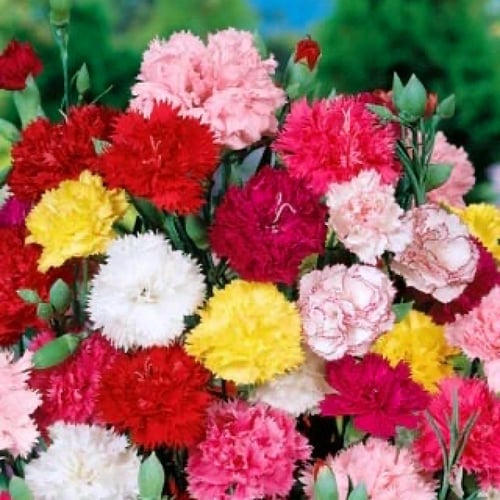 بذور خليط أزهار القرنفل كارنيشن