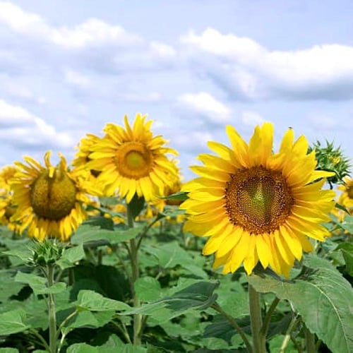 بذور دوار الشمس Giganteus