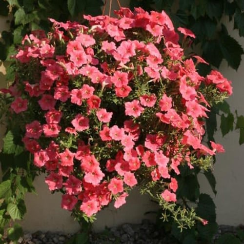 بذور أزهار بتونيا (سورفينيا) فيلفيت إتش سالمون شاي...