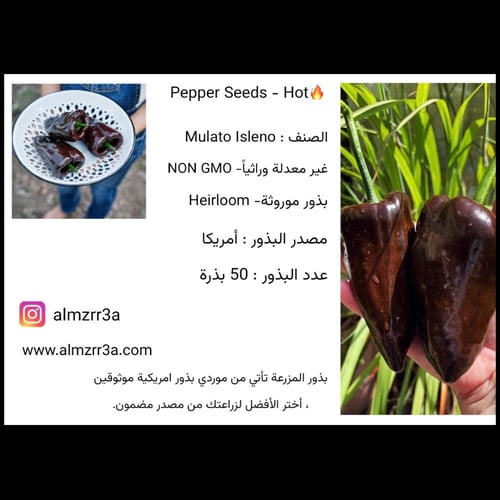 بذور فلفل حار Mulato isleno موروثة
