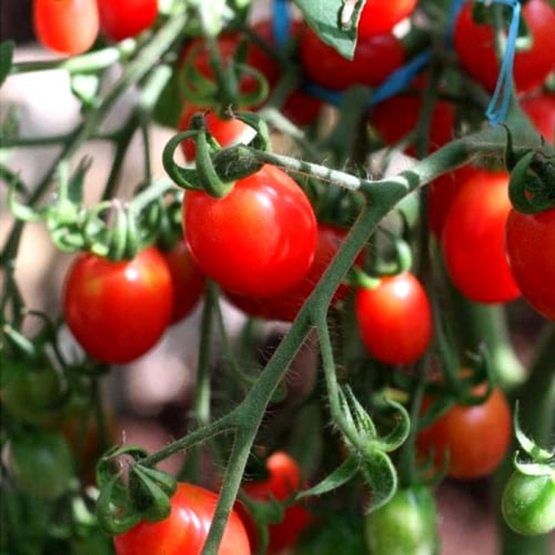 بذور طماطم توت العليق البولندية Malinowy Kapturek