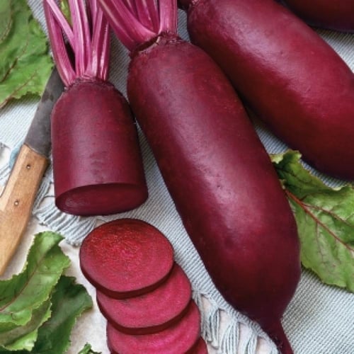 بذور شمندر Monorubra