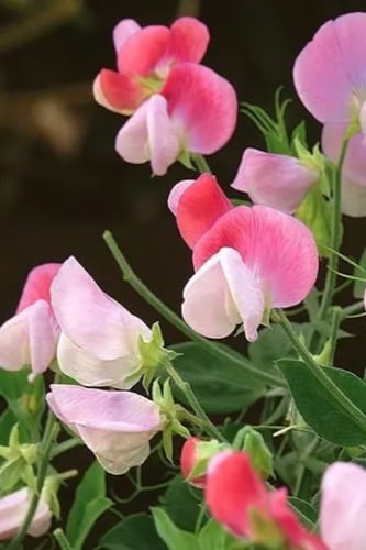 بذور زهرة البازلاء الحلوة sweet pea
