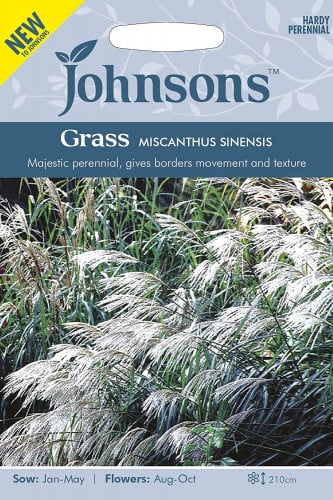 بذور الحشائش الفضية اليابانية Miscanthus