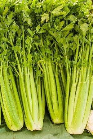 بذور الكرفس الأخضر