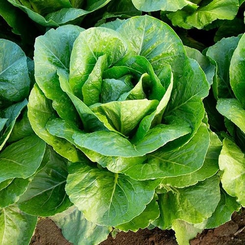 بذور خس تيبيريوس رومين