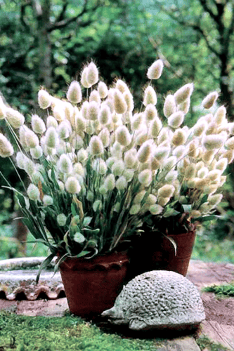 بذور حشائش ذيل الأرنب