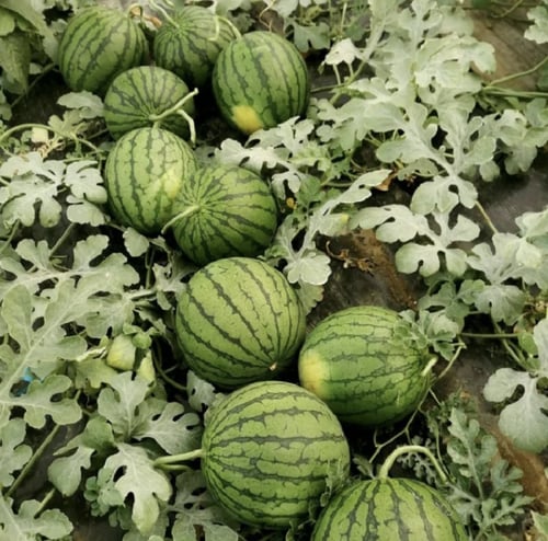 بذور بطيخ اصفر كريمسون