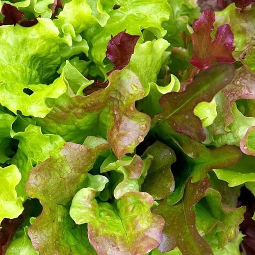 بذور خس L2-Bis