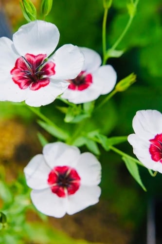 بذور زهرة لينيوم العيون المشرقة