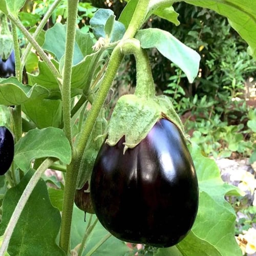 بذور باذنجان اسود هجين ksp 9076 f1