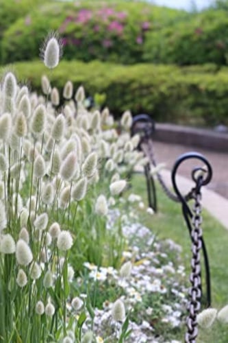 بذور حشائش ذيل الأرنب