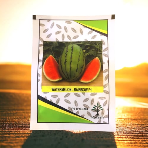 بذور بطيخ هندي Rainbow f1