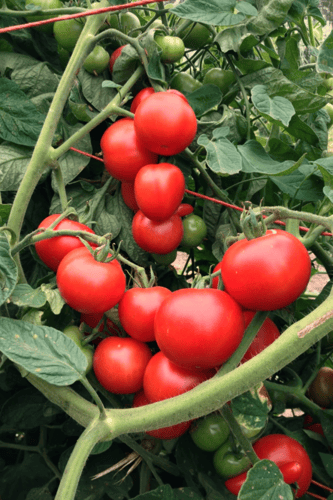 بذور طماطم ماتينا عضوية