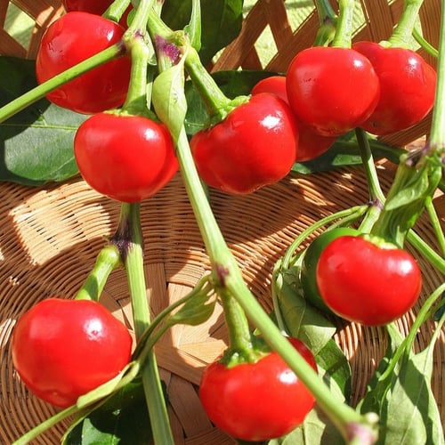 بذور فلفل كرزي أحمر