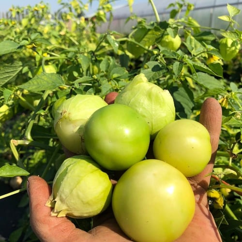 بذور توماتيللو توما فيردي