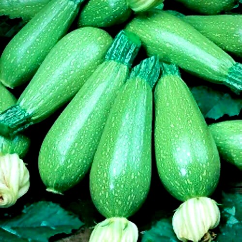 بذور كوسة بولونيز