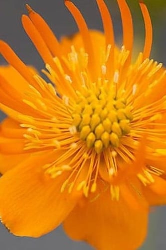 بذور ازهار تورلليوس Golden Queen