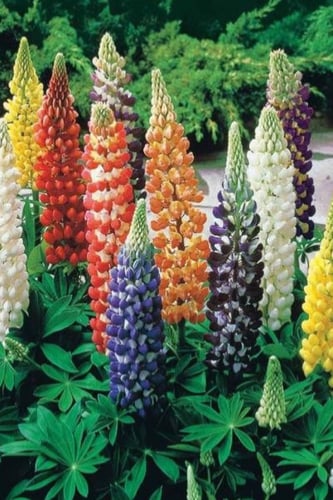 بذور أزهار لوبين خليط