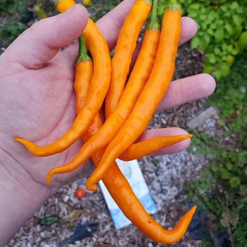 بذور فلفل برتقالي KSP f1