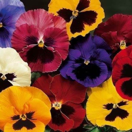 بذور أزهار بانسي السويسرية