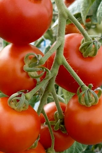 بذور طماطم ماتينا عضوية