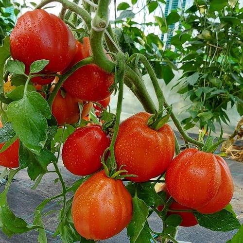 بذور طماطم بيف الكمثرى الحمراء الكبيرة