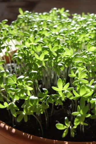 بذور الرشاد العضوية ميكروجرين