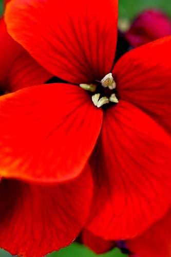 بذور زهرة الحائط القرمزية