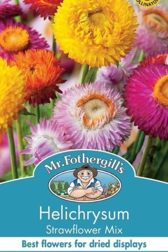 بذور زهرة القش Helichrysum