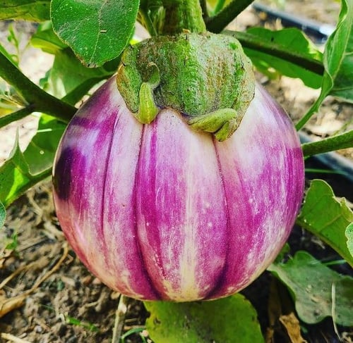 بذور باذنجان توندا بيانكا