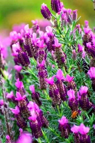 بذور الخزامى الفرنسية (french lavender)