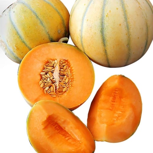 بذور شمام شانتيه الفرنسي