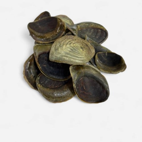 ظفر حافور وسط