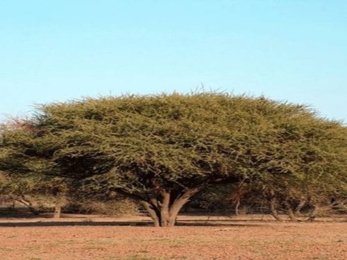بذور شجرة السمر ( Acacia tortilis )