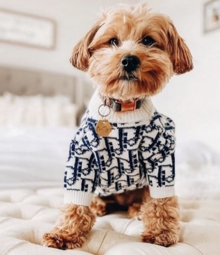 سترة ديور للكلاب و القطط