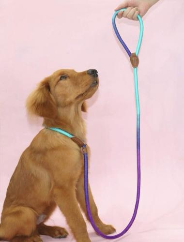 pet leash