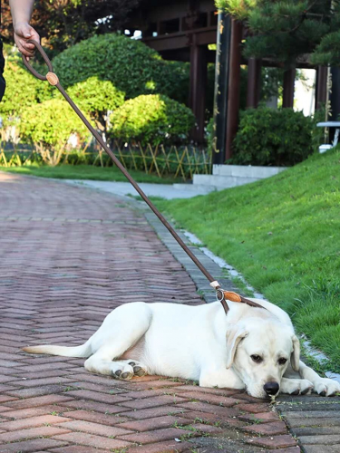 pet leash