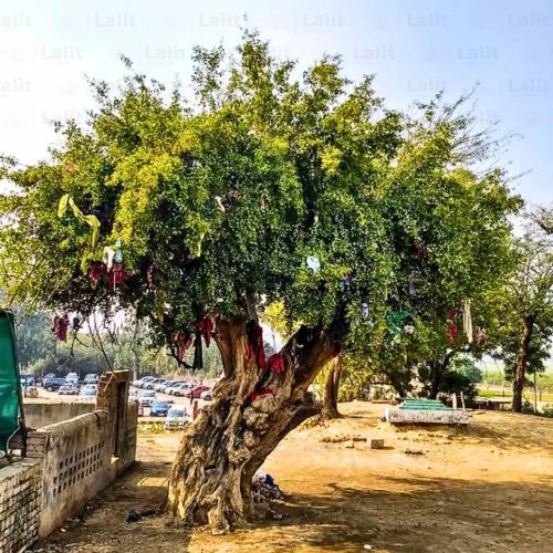 بذور اراك - سواك