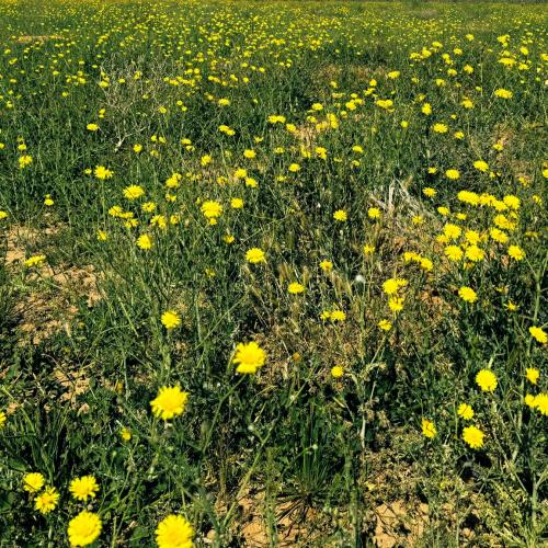 Al-Udeid seeds 50 seed