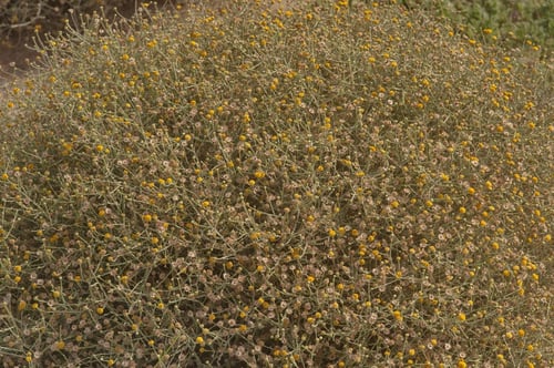 بذور جثجاث 500 حبة