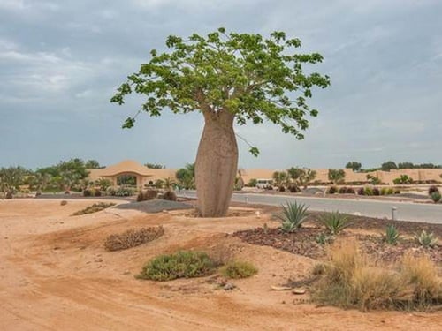 بذور شجرة الكوريزيا Chorisia speciosa