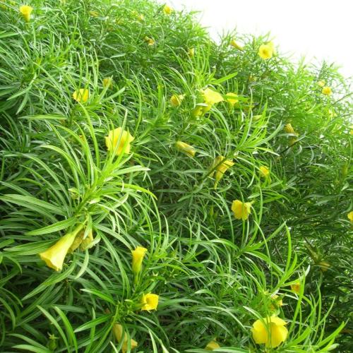 Tefitia seeds 50 seeds