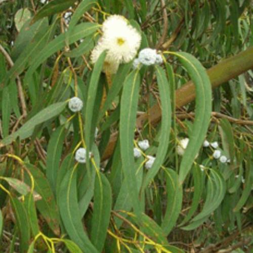 Lemon Kin seeds 50 seeds