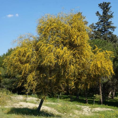 Acacia seeds Saligna 50 seeds